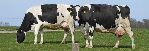 Cowhide-01.jpg