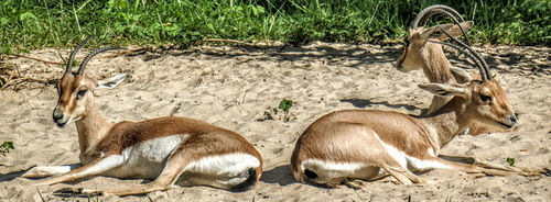 Gazelles.jpg