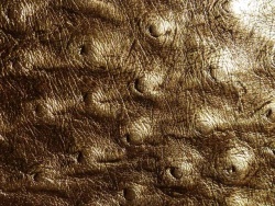 Goldleder-05.jpg