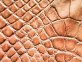 Krokoleder-03.jpg