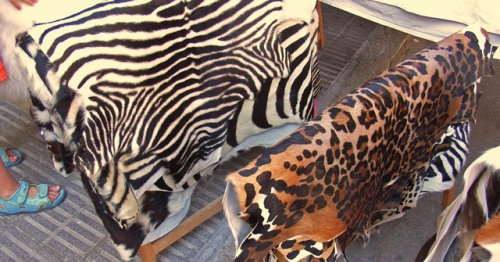Kuhfell-Zebra-Tieger-01.jpg