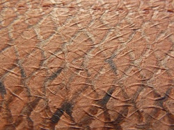 Lachsleder-gebuegelt-002.jpg